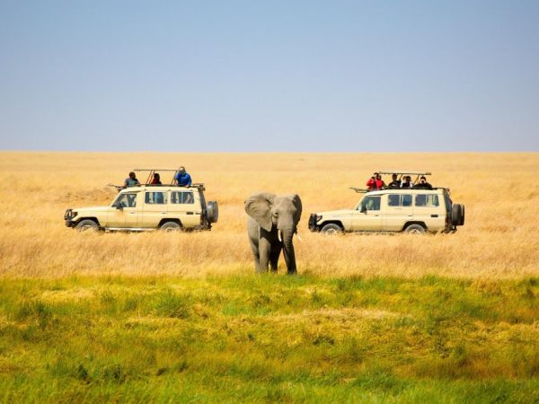 Best of Kenya safari