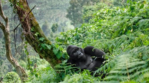 Bwindi Impenetrable National Park 3