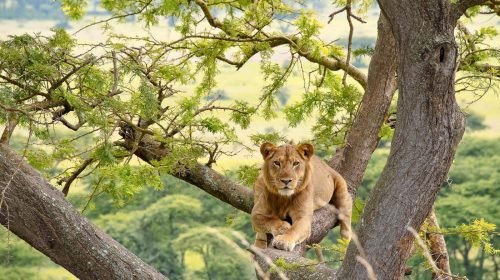 Hoima-Queen Elizabeth National Park