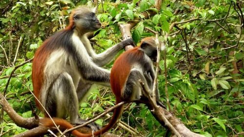 Jozani forest tour zanzibar