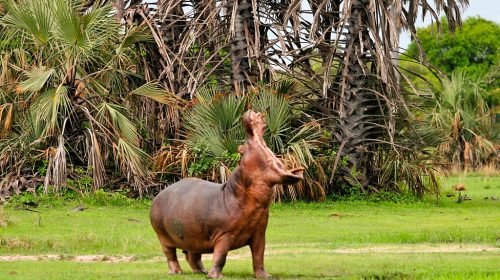 Katavi National Park