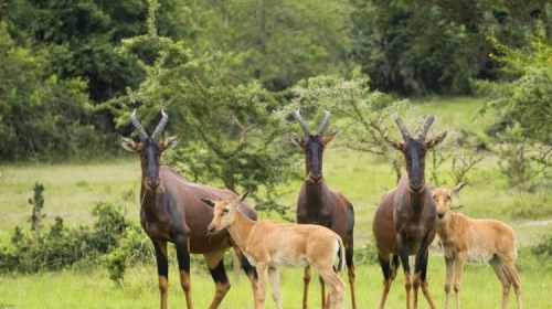 Lake Mburo National Park