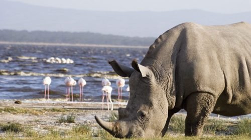 Lake Nakuru National Park