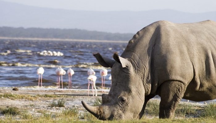 Lake Nakuru National Park