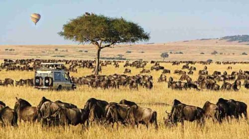 Masai-Mara-Kenya-best-Kenya-wildlife-wildebeest-Migration-safari-tour.jpg