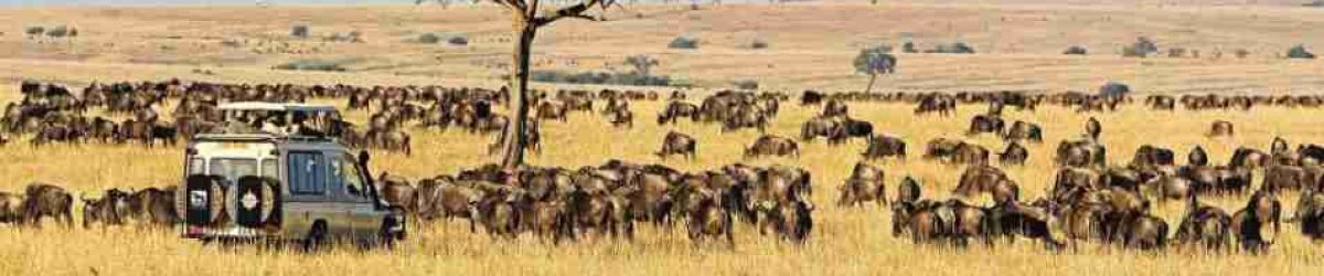 Masai-Mara-Kenya-best-Kenya-wildlife-wildebeest-Migration-safari-tour.jpg