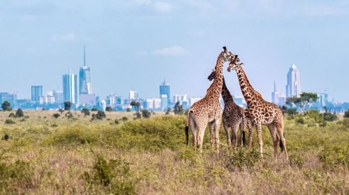 Nairobi National Park Kenya