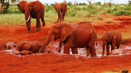 Red elephants - Tsavo East National Park Kenya