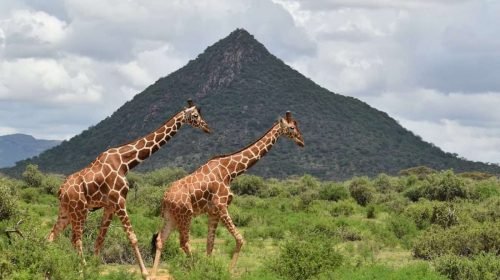 Samburu National Reserve2