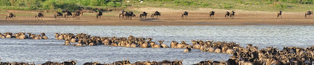 Serengeti South- Ndutu Area