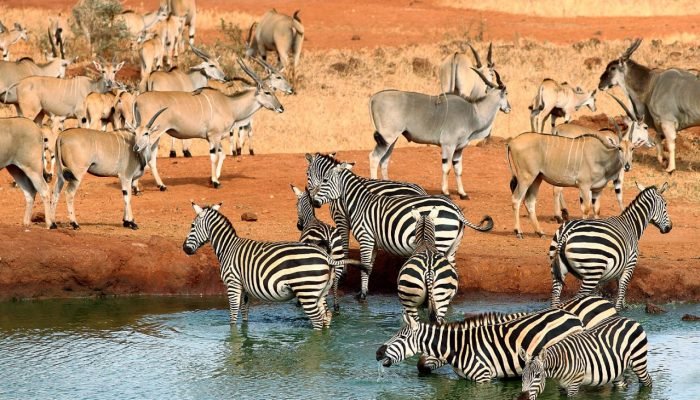 Tsavo West National Park3