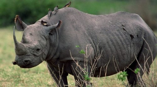 Ziwa Rhino Sanctuary