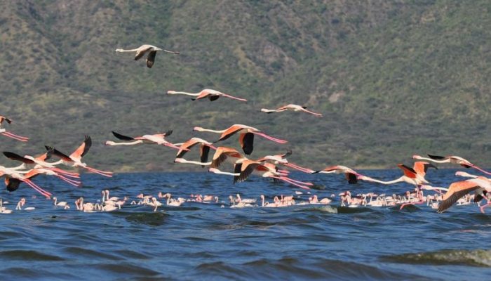 lake nakuru safari tours