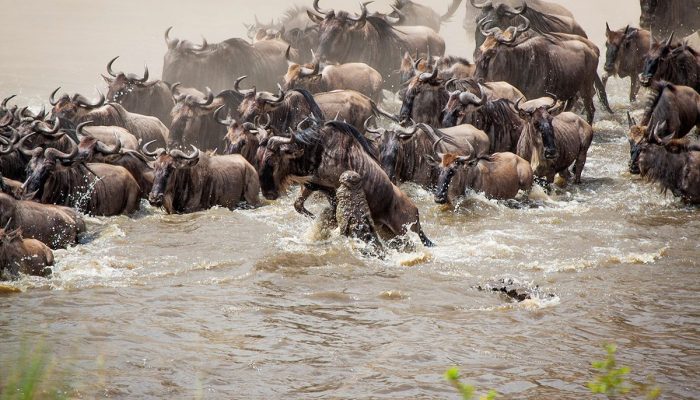 maasai mara wildbeest migration safari tours