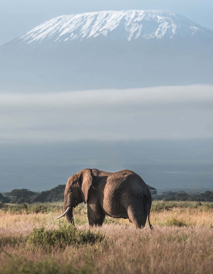 mount-kilimanjaro-with-elephant-portrait-210i9bg085nllk8a